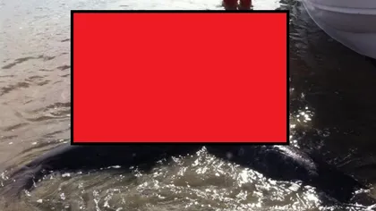 CREATURĂ MARINĂ MONSTRUOASĂ, cu DOUĂ CAPETE, descoperită pe o plajă: Este primul caz pe care îl vedem VIDEO