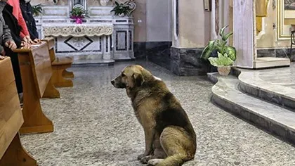 Emoţionant! Câinele care merge zilnic la biserică FOTO