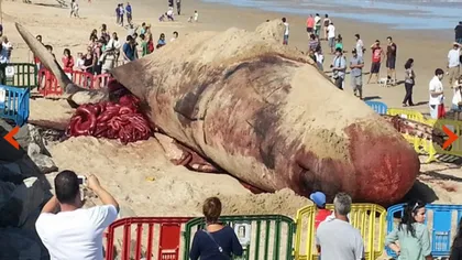 Fenomen INEXPLICABIL. UN MONSTRU MARIN, descoperit pe o plajă din Uruguay  VIDEO