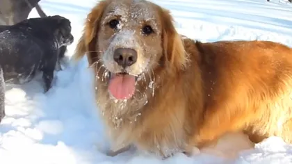 Ce se întâmplă atunci când foarte mulţi câini zăpăciţi ies la zăpadă VIDEO