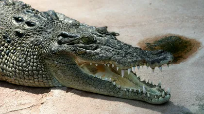 Un băiat de 12 ani a dispărut după ce a fost muşcat de un crocodil