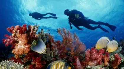 Coralii din Marea Barieră care au supravieţuit fenomenului albirii au devenit mai rezistenţi (Studiu)