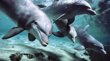 Lege pentru protecţia delfinilor: Remus Cernea vrea ca aceştia să fie declaraţi persoane non umane