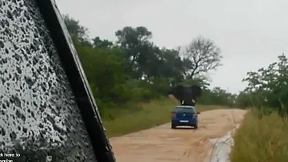 Atenţie la elefanţii supăraţi: Pot răsturna o maşină în câteva secunde VIDEO