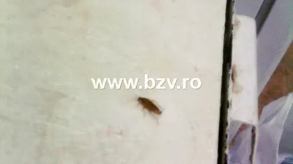 Control dispus la Spitalul Judeţean Vaslui, după apariţia unor imagini cu gândaci într-o secţie a spitalului