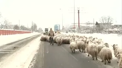 Oile lui Gigi Becali au încurcat traficul pe şoseaua de centură VIDEO