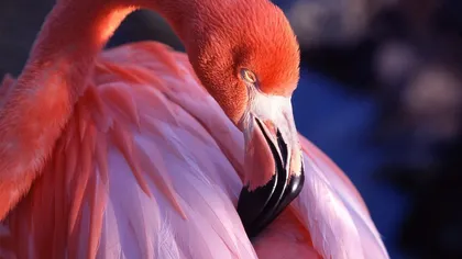 Cel mai bătrân flamingo roz din lume a murit, la vârsta de 83 de ani