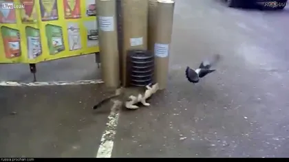 Karma EXISTĂ: O pisică a vrut să prindă un PORUMBEL, dar ce s-a întâmplat după este MACABRU VIDEO