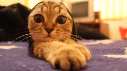 Adorabil: O pisicuţă din Bucureşti a înduioşat întrega lume prin joaca sa fenomenală VIDEO