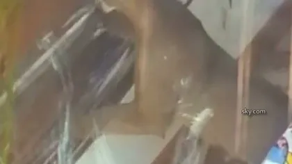 MUSAFIR NEPOFTIT. O femeie s-a trezit cu o puma în casă VIDEO