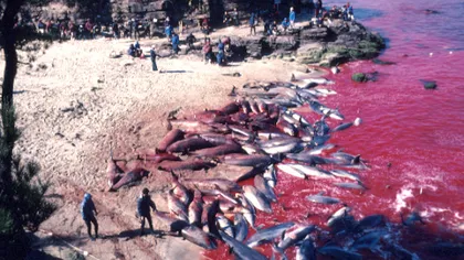 Masacru în numele tradiţiei: Sute de delfini sunt torturaţi în Japonia, după care sunt ucişi VIDEO