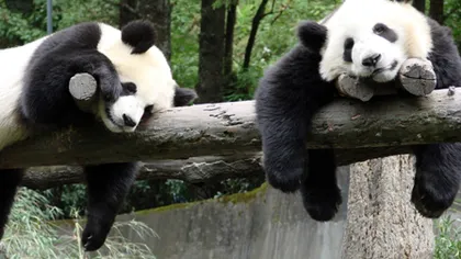 A fost desemnat cel mai simpatic urs panda. Fă cunoştinţă cu Tian Tian VIDEO