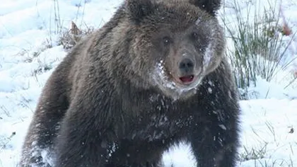 Nu toţi urşii hibernează: Un cabanier, atacat de urs la Padina VIDEO