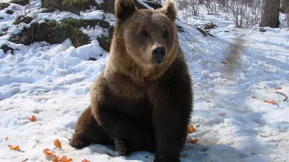 Ce face un urs atunci când hibernează iarna VIDEO