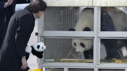 Doi urși panda gigant, împrumutați Belgiei de către China, primiţi la Bruxelles ca nişte vedete VIDEO