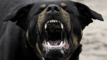 LUPTE ILEGALE cu câini în Argeş. Cinci persoane au fost reţinute VIDEO
