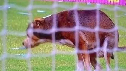 Cel mai nesimţit câine din lume. Incredibil ce a făcut pe teren în timpul unui meci de fotbal VIDEO