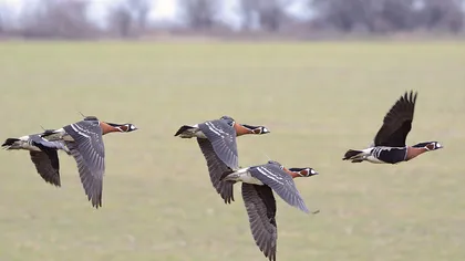 Gâsca cu gât roşu, specie ameninţată cu dispariţia, monitorizată de Societatea Ornitologică Română VIDEO