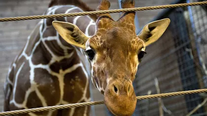 Cruzimea din Danemarca continuă: A doua girafă sănătoasă ar putea fi ucisă