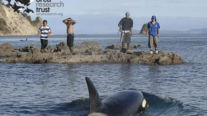 Nouă balene ucigaşe au fost găsite moarte pe o plajă din Noua Zeelandă