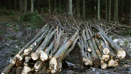 Un hoţ de lemne din Bistriţa-Năsăud a fugit de poliţie până şi-a omorât calul