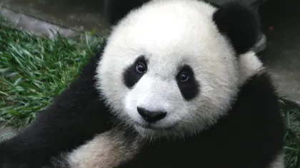 Nouă pui de panda, principala atracţie la un centru de cercetare din sudul Chinei VIDEO