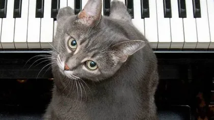 Prima pisică din lume care a concertat alături de o orchestră. Uite cum cântă la pian VIDEO