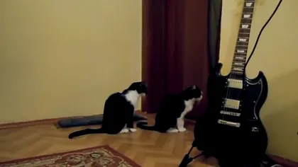 Cum încearcă o pisică să îşi ceară scuze de la altă mâţă. Finalul este neaşteptat VIDEO