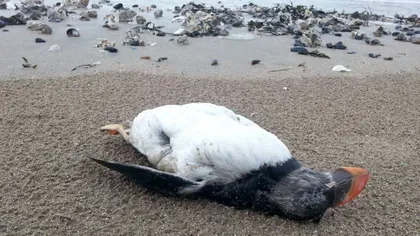 Mii de păsări moarte pe litoralul Atlanticului din cauza furtunii