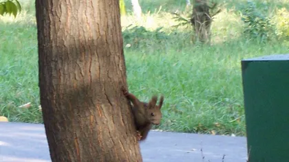 Sesizări CIUDATE la primăriile din Capitală: Un bărbat cere pază specială pentru veveriţele din parcuri