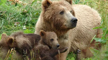 O ursoaică şi cei doi pui şi-au făcut bârlog lângă casele oamenilor din Băile Homorod