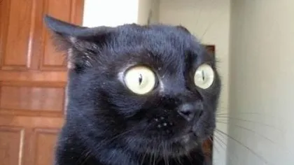 O pisică adorabilă imită sunetele unui curcan atunci când mănâncă VIDEO