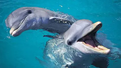 Delfinii de luptă din Crimeea intră în serviciul marinei ruse