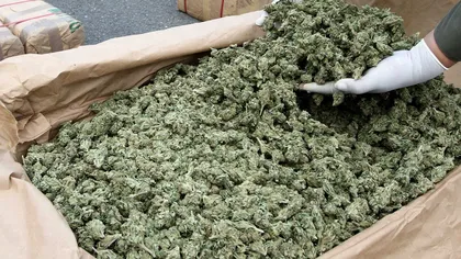 Marijuana la bord: 560 de kilograme de 