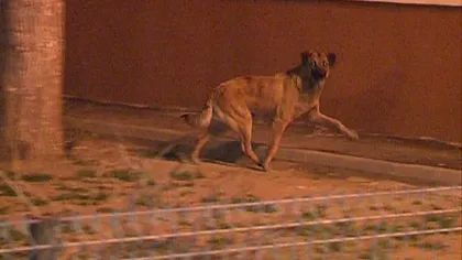 Un nou caz ŞOCHEAZĂ România. Un turist suedez a fost muşcat de un câine