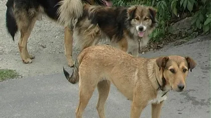 Mai multe ONG-uri susţin că oraşul bulgăresc Silistra este invadat de câinii comunitari din România