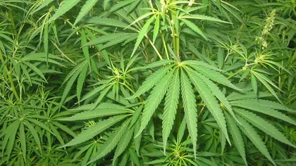 Peste 13 kilograme de cannabis şi sute de 