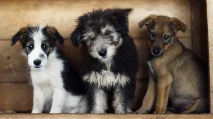 Vier Pfoten atacă la Curtea de Apel normele care permit eutanasierea câinilor fără stăpân