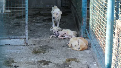 Vier Pfoten: Adăpostul de câini din Oneşti, un adevărat iad. Cum arăta un câine ţinut acolo FOTO
