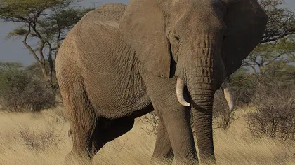 Elefanţii pot recunoaşte etnia sau sexul oamenilor după voce