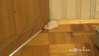 Ce se întâmplă când un hamster gras vrea să treacă pe sub uşă VIDEO