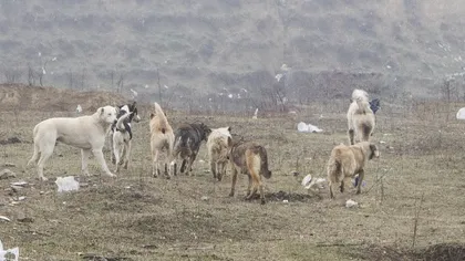 Sute de animale dintr-o fermă de lângă Galaţi, sfâşiate de maidanezi