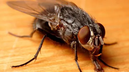VIDEO: Filmare 3D într-o insectă vie. Cum arată 