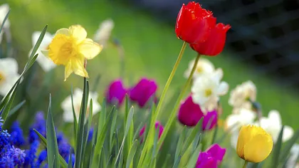 Mituri populare despre primăvară demontate