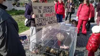 Proteste împotriva eutanasierii câinilor maidanezi, în mai multe oraşe din România