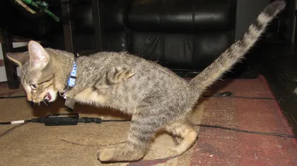 Pisică sau dinozaur? Micuţa felină care a impresionat internetul VIDEO