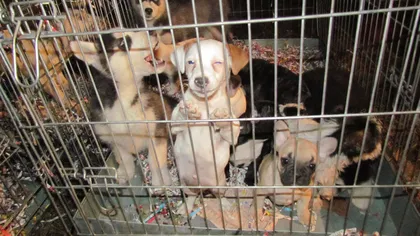 Premieră în Europa: Două persoane, condamnate la închisoare pentru trafic ilegal cu câini de rasă