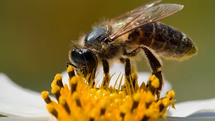 Albinele fac MINUNI pentru SĂNĂTATE. Vezi de ce BOLI te poţi vindeca prin apiterapie