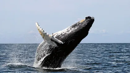 Balenele cu cocoaşă, sacrificate în favoarea conductelor de petrol din Canada
