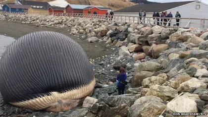 Situaţie neobişnuită: O balenă moartă ar putea să explodeze pe plajă FOTO